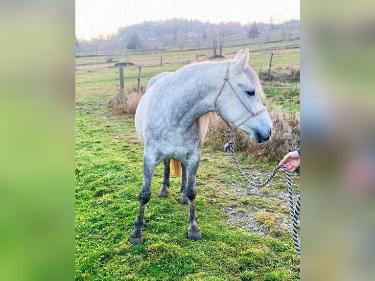 Fler ponnyer/små hästar Blandning Sto 5 år 147 cm Grå in Eberswang