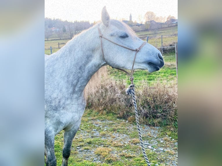 Fler ponnyer/små hästar Blandning Sto 5 år 147 cm Grå in Eberswang