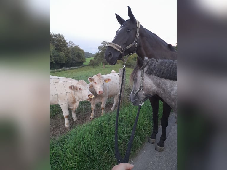 Fler ponnyer/små hästar Sto 5 år 147 cm Gråskimmel in Magstadt