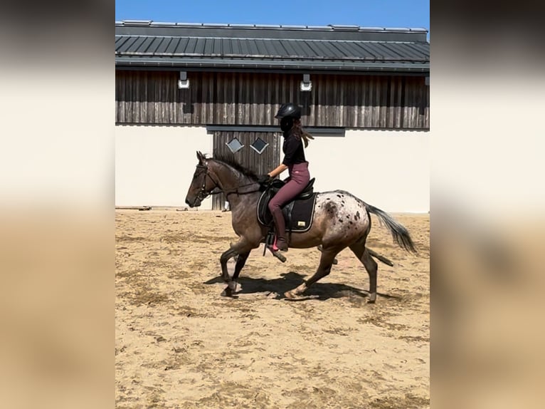 Fler ponnyer/små hästar Sto 5 år 148 cm Leopard-Piebald in Daleiden