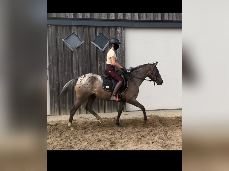 Fler ponnyer/små hästar Sto 5 år 148 cm Leopard-Piebald in Daleiden