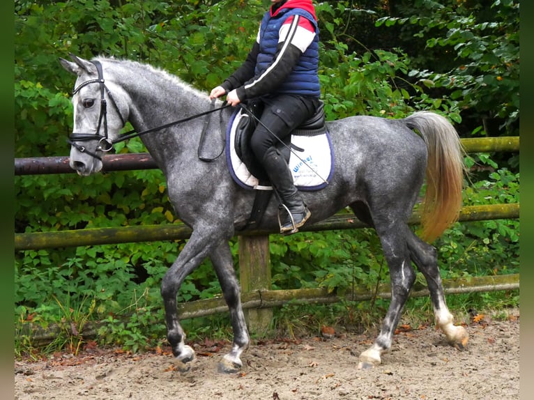 Fler ponnyer/små hästar Sto 5 år 151 cm in Dorsten