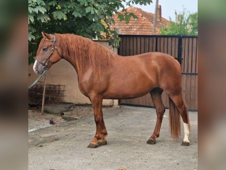 Fler ponnyer/små hästar Sto 5 år 157 cm fux in Deggendorf