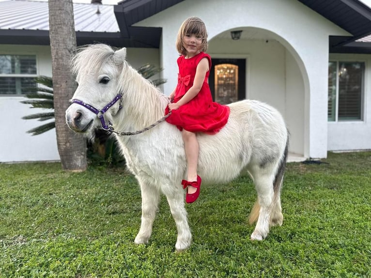 Fler ponnyer/små hästar Sto 5 år 99 cm Grå in Saint Augustine, FL