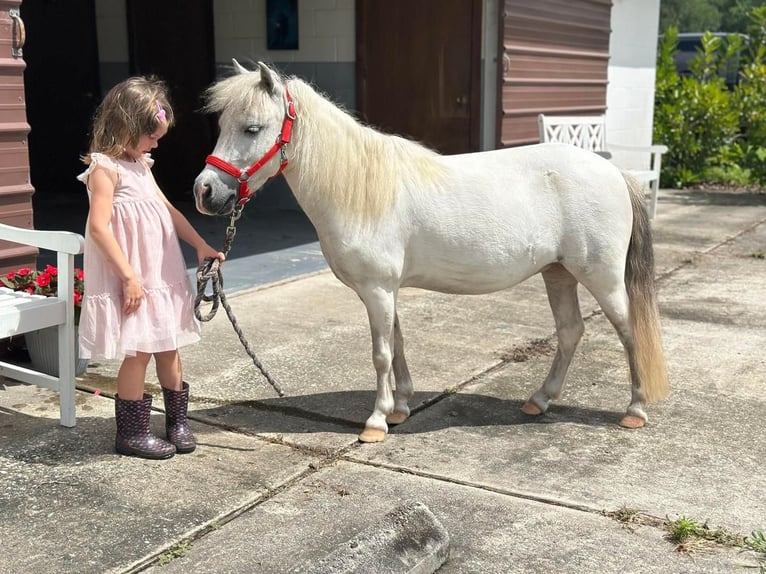 Fler ponnyer/små hästar Sto 5 år 99 cm Grå in Saint Augustine, FL