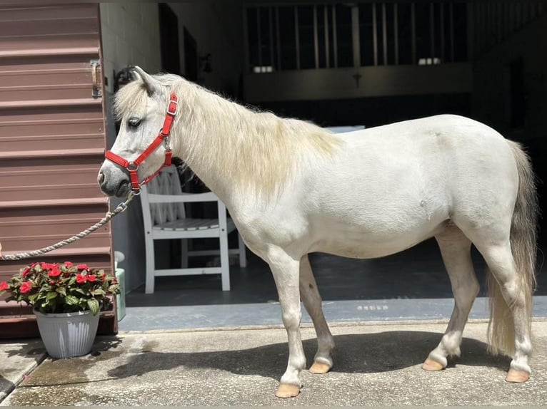 Fler ponnyer/små hästar Sto 5 år 99 cm Grå in Saint Augustine, FL