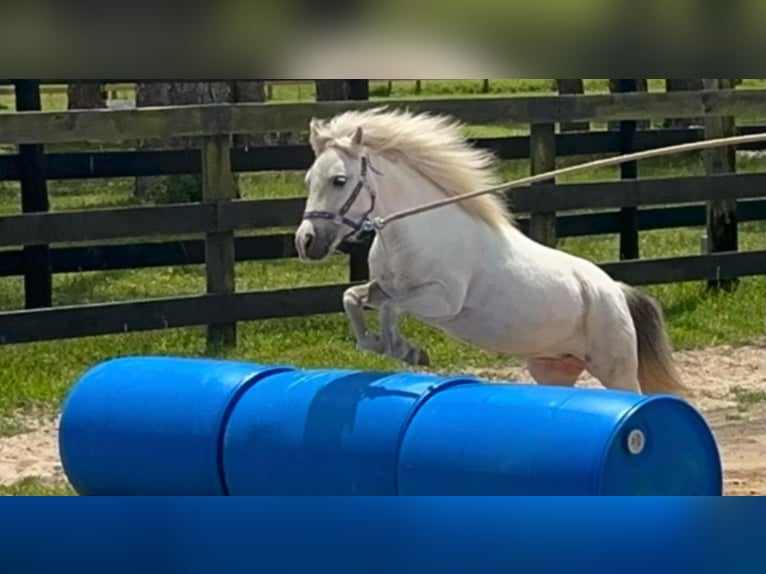 Fler ponnyer/små hästar Sto 5 år 99 cm Grå in Saint Augustine, FL