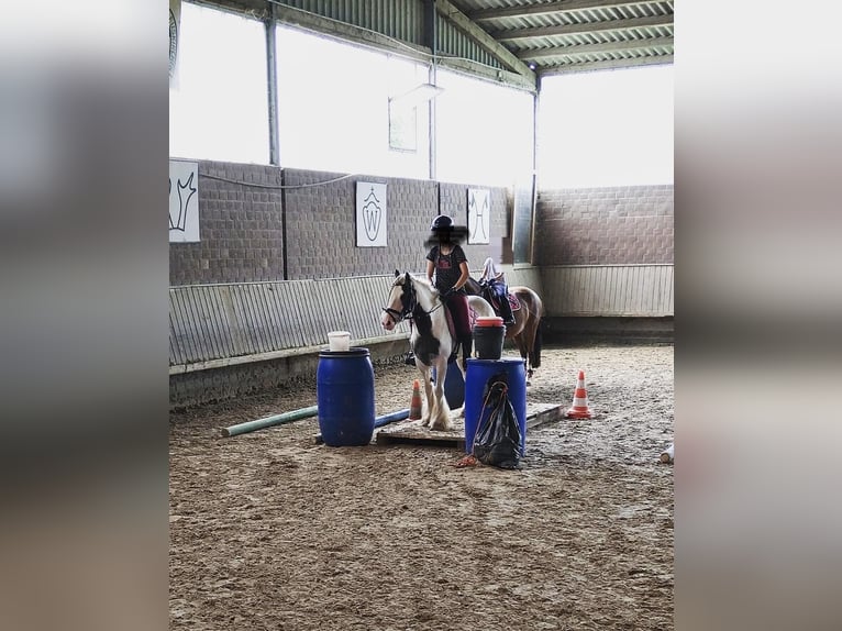 Fler ponnyer/små hästar Blandning Sto 6 år 140 cm Pinto in ZülpichZülpich-Enzen