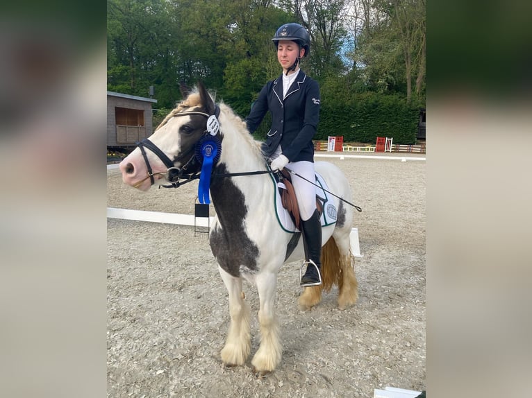 Fler ponnyer/små hästar Blandning Sto 6 år 140 cm Pinto in ZülpichZülpich-Enzen