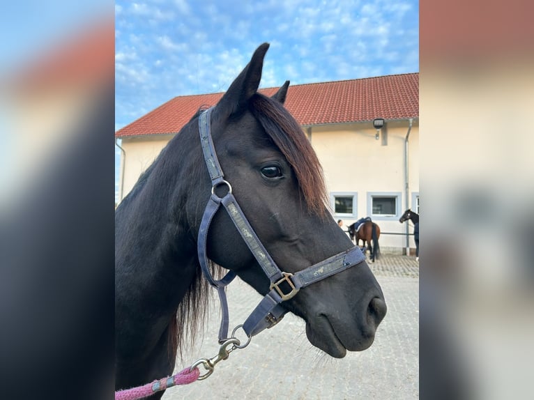 Fler ponnyer/små hästar Blandning Sto 6 år 140 cm Svart in Rehlingen-Siersburg