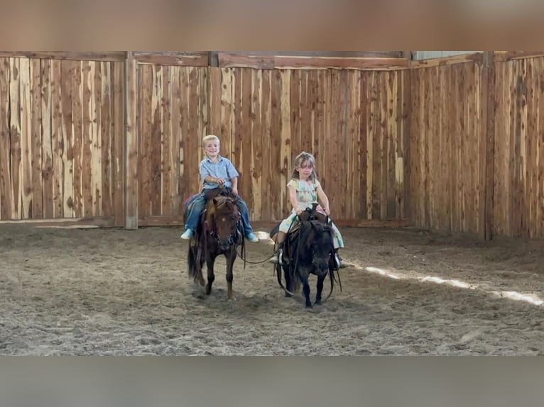 Fler ponnyer/små hästar Sto 6 år 69 cm Konstantskimmel in Valley Springs, SD