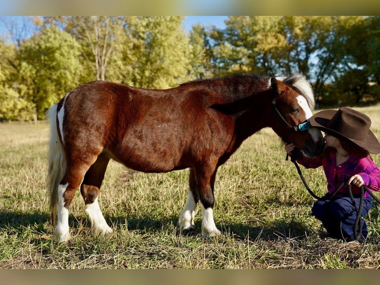Fler ponnyer/små hästar Sto 6 år 86 cm Brun in Valley Springs
