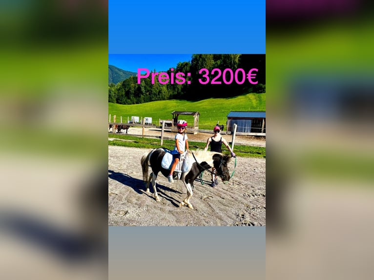 Fler ponnyer/små hästar Blandning Sto 7 år 110 cm Pinto in Gallzein