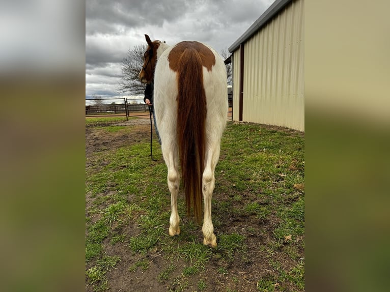 Fler ponnyer/små hästar Sto 7 år 119 cm Pinto in Marietta