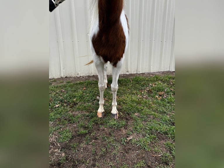 Fler ponnyer/små hästar Sto 7 år 119 cm Pinto in Marietta