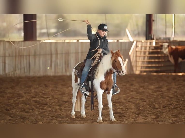 Fler ponnyer/små hästar Sto 7 år 119 cm Pinto in Marietta