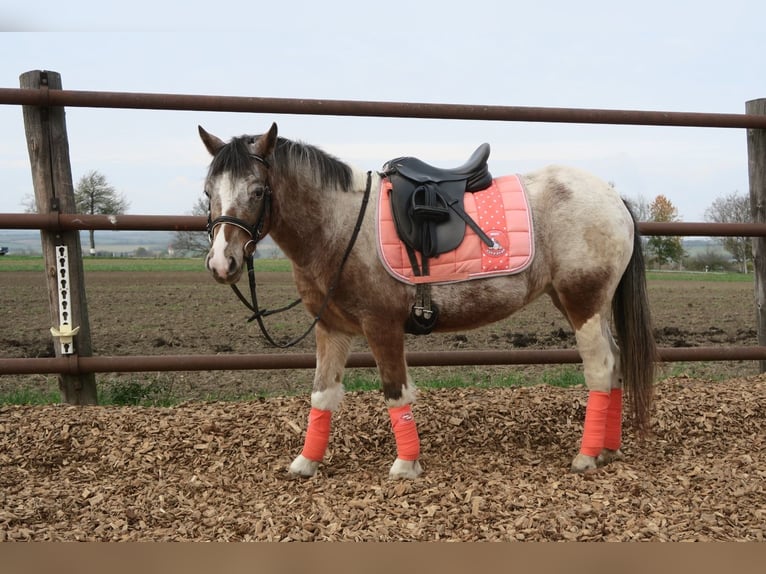 Fler ponnyer/små hästar Blandning Sto 7 år 120 cm Pinto in Hohenruppersdorf