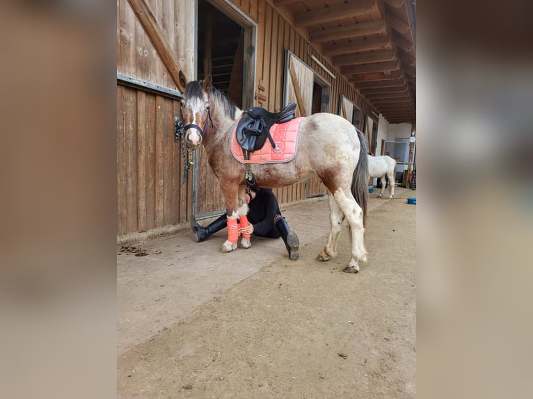 Fler ponnyer/små hästar Blandning Sto 7 år 120 cm Pinto in Hohenruppersdorf