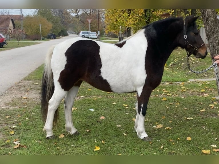 Fler ponnyer/små hästar Sto 7 år 126 cm Pinto in Rechnitz