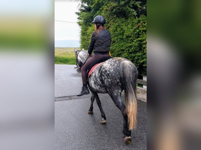 Fler ponnyer/små hästar Blandning Sto 7 år 140 cm Gråskimmel in Scheibenberg