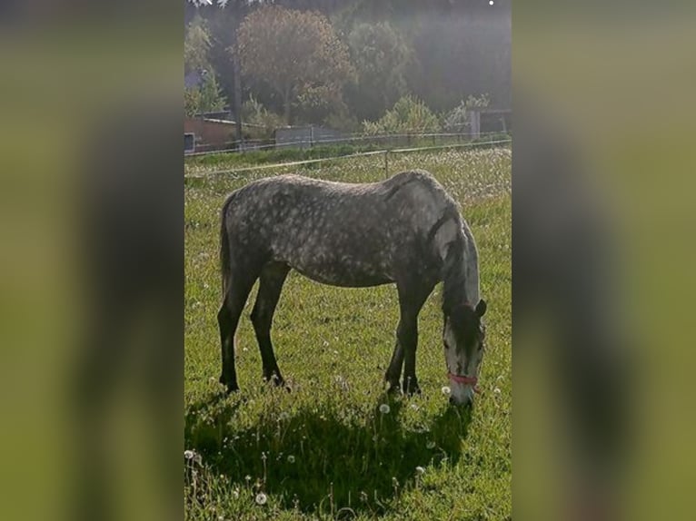 Fler ponnyer/små hästar Blandning Sto 7 år 140 cm Gråskimmel in Scheibenberg
