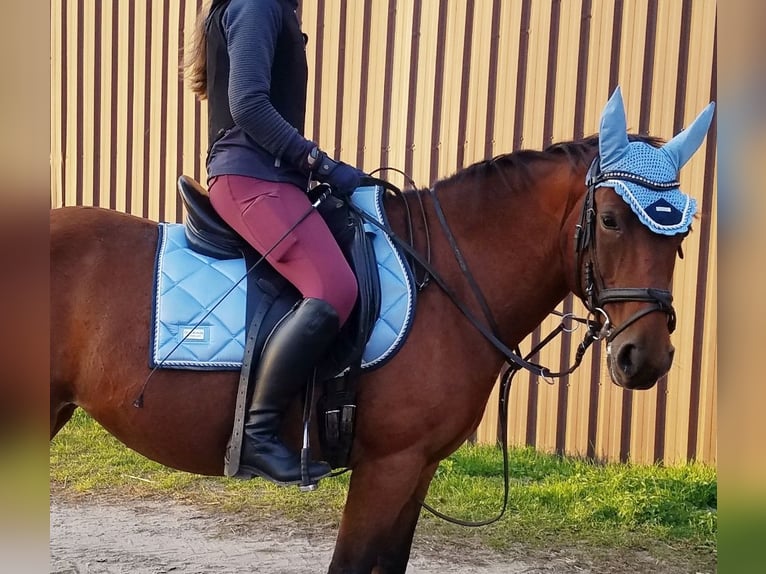 Fler ponnyer/små hästar Sto 7 år 143 cm Brun in Berlin