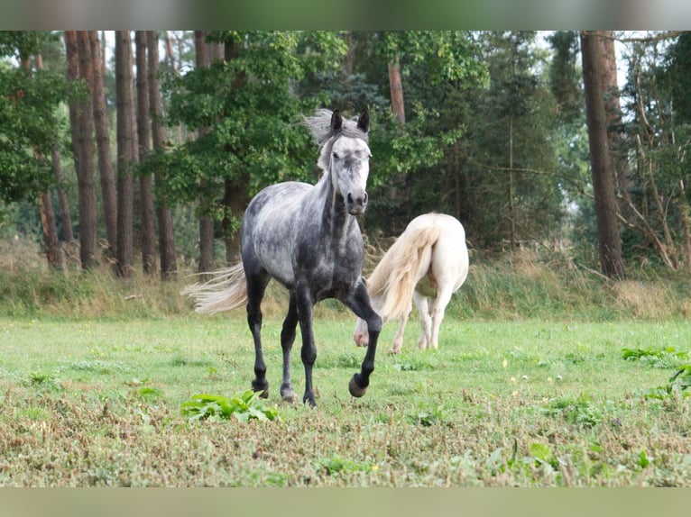 Fler ponnyer/små hästar Blandning Sto 7 år 145 cm Grå-mörk-brun in Ribbesbüttel