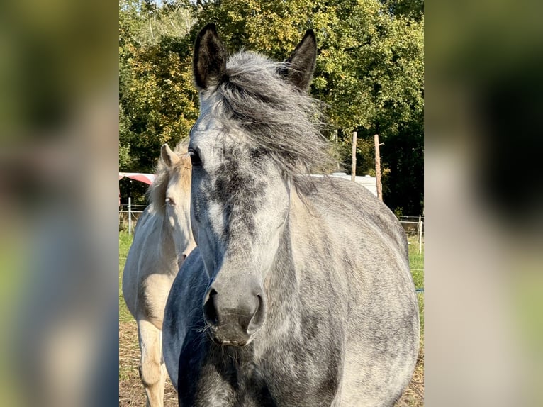 Fler ponnyer/små hästar Blandning Sto 7 år 145 cm Grå-mörk-brun in Ribbesbüttel