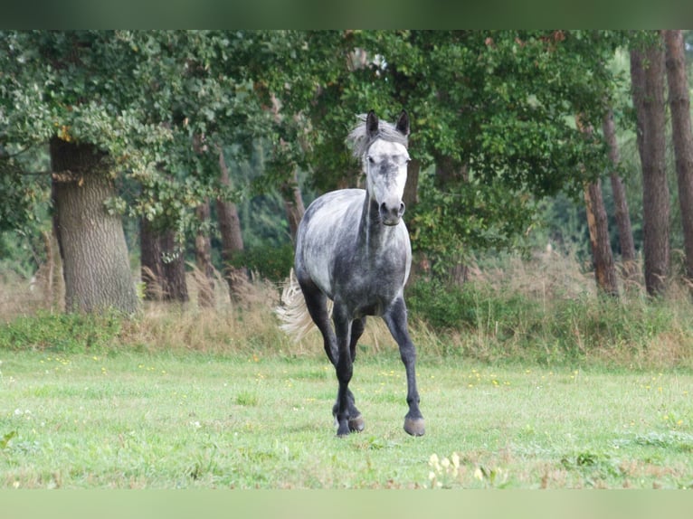 Fler ponnyer/små hästar Blandning Sto 7 år 145 cm Grå-mörk-brun in Ribbesbüttel