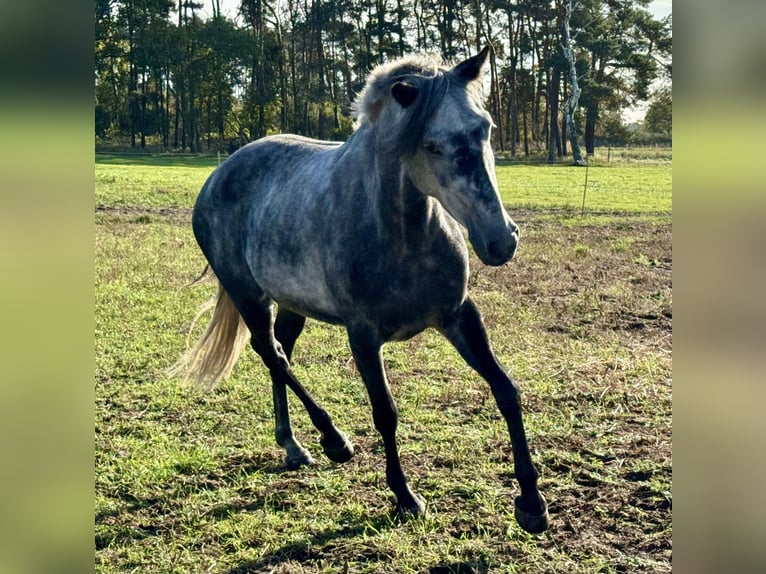 Fler ponnyer/små hästar Blandning Sto 7 år 145 cm Grå-mörk-brun in Ribbesbüttel