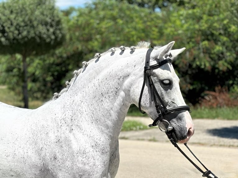 Fler ponnyer/små hästar Sto 7 år 146 cm Grå in Deggendorf