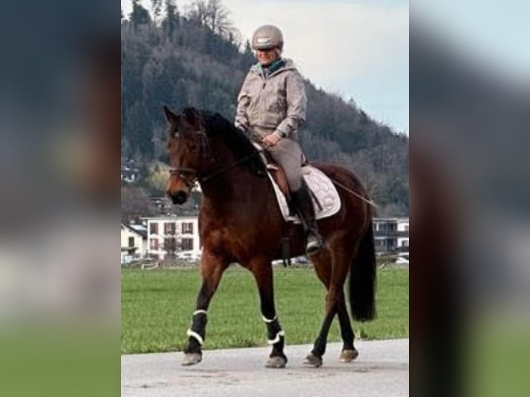 Fler ponnyer/små hästar Sto 7 år 147 cm Brun in Feldkirch