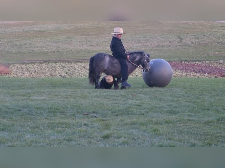 Fler ponnyer/små hästar Sto 7 år 81 cm Konstantskimmel in Rebersburg, PA