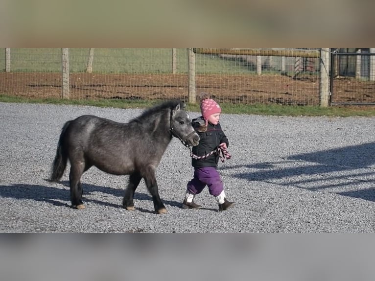 Fler ponnyer/små hästar Sto 7 år 81 cm Konstantskimmel in Rebersburg, PA