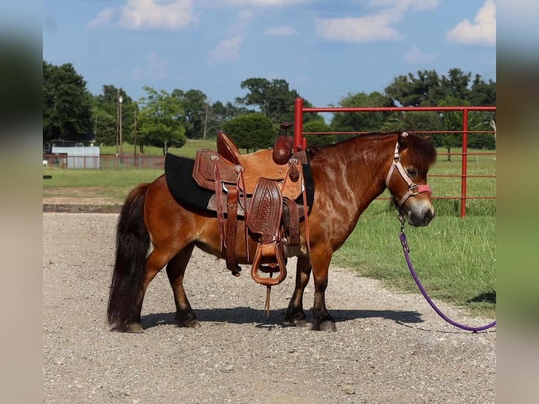 Fler ponnyer/små hästar Sto 7 år 84 cm Brun in Grand Saline, TX
