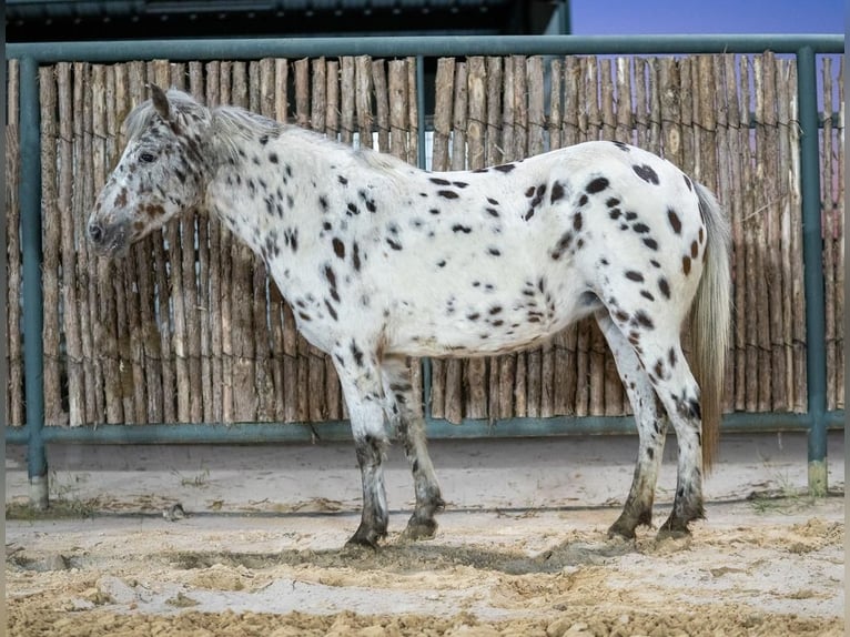 Fler ponnyer/små hästar Sto 8 år 112 cm Leopard-Piebald in Kaufman