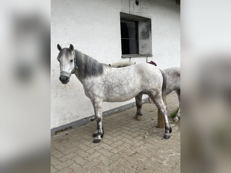 Fler ponnyer/små hästar Blandning Sto 8 år 130 cm in Klagenfurt,09.Bez.:Annabichl