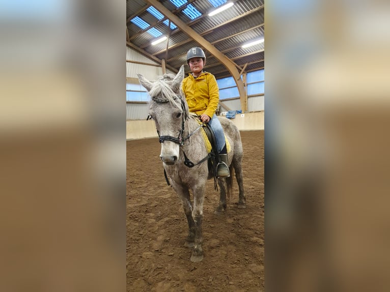 Fler ponnyer/små hästar Blandning Sto 8 år 138 cm Grå-flugskimmel in Süsel