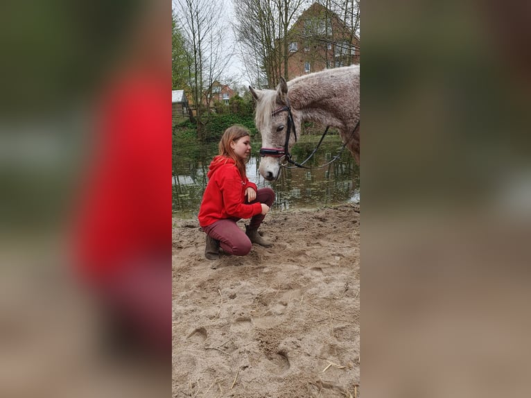 Fler ponnyer/små hästar Blandning Sto 8 år 138 cm Grå-flugskimmel in Süsel