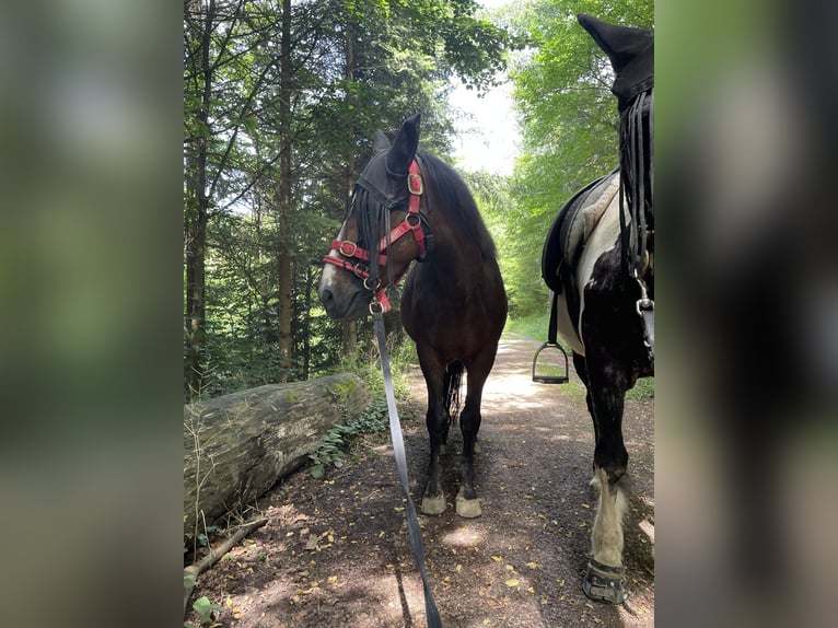 Fler ponnyer/små hästar Sto 8 år 140 cm Brun in Ohlsbach