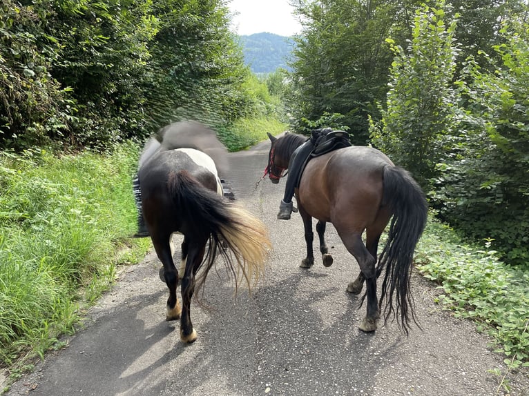 Fler ponnyer/små hästar Sto 8 år 140 cm Brun in Ohlsbach