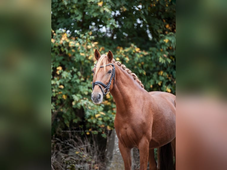 Fler ponnyer/små hästar Sto 8 år 140 cm fux in Bruchsal