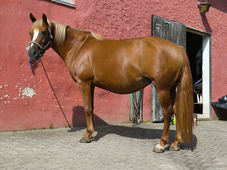 Fler ponnyer/små hästar Blandning Sto 8 år 146 cm fux in Stegaurach