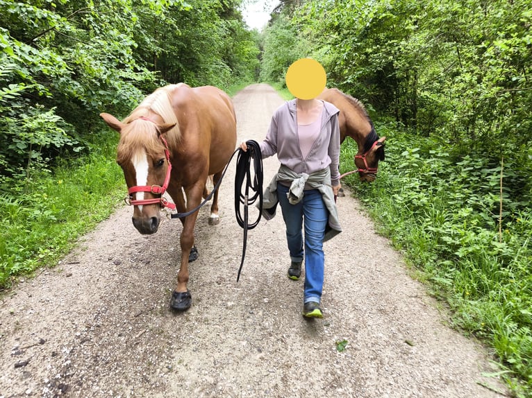 Fler ponnyer/små hästar Blandning Sto 8 år 146 cm fux in Stegaurach