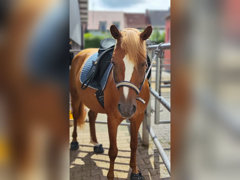 Fler ponnyer/små hästar Blandning Sto 8 år 146 cm fux in Stegaurach