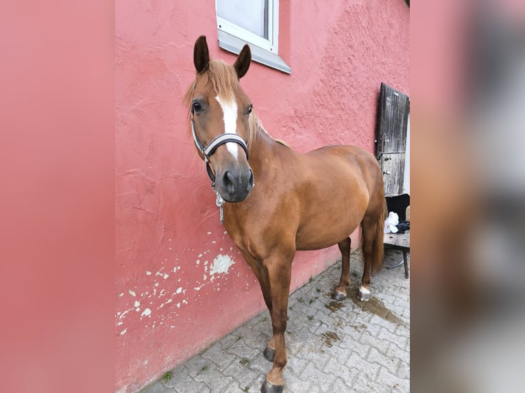 Fler ponnyer/små hästar Blandning Sto 8 år 146 cm fux in Stegaurach