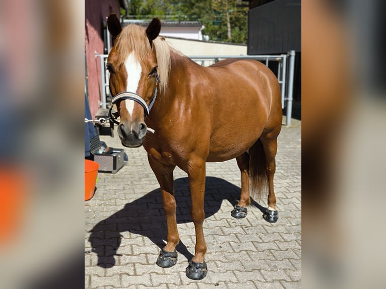 Fler ponnyer/små hästar Blandning Sto 8 år 146 cm fux in Stegaurach