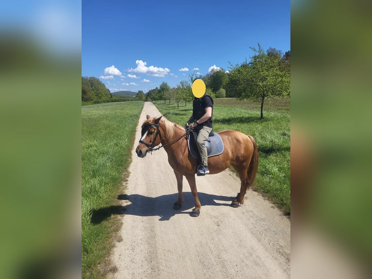 Fler ponnyer/små hästar Blandning Sto 8 år 146 cm fux in Stegaurach