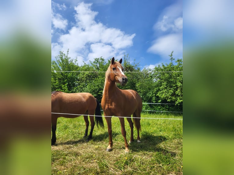 Fler ponnyer/små hästar Blandning Sto 8 år 146 cm fux in Stegaurach