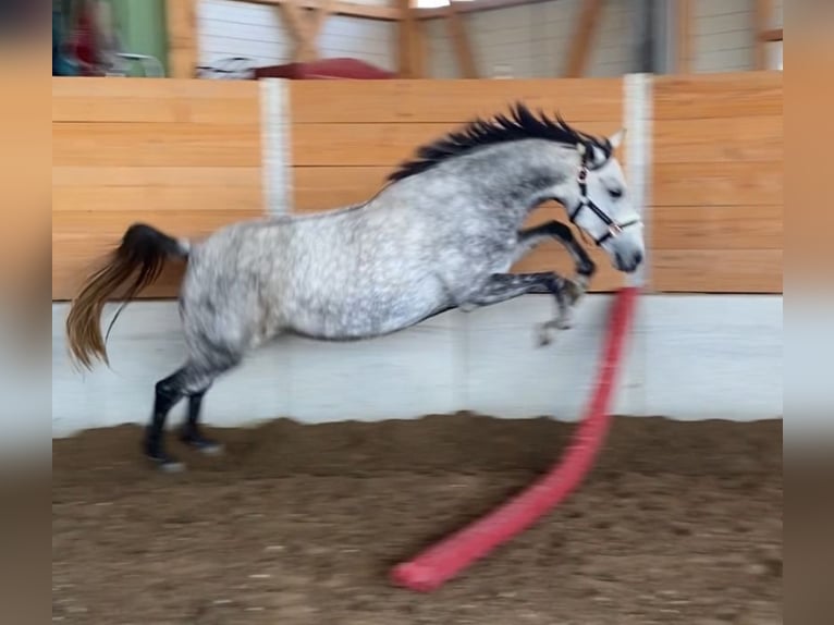 Fler ponnyer/små hästar Sto 8 år 147 cm Grå in Kirchberg an der Murr